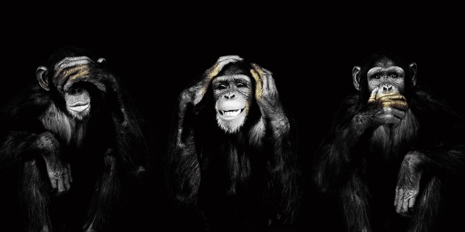 Художник Chimpanzee