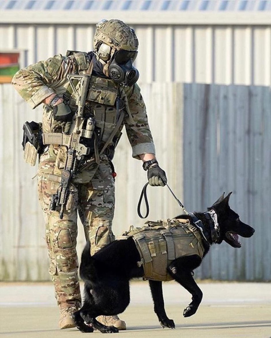K9 овчарка Army