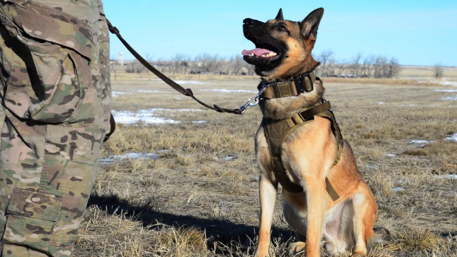 Военная овчарка
