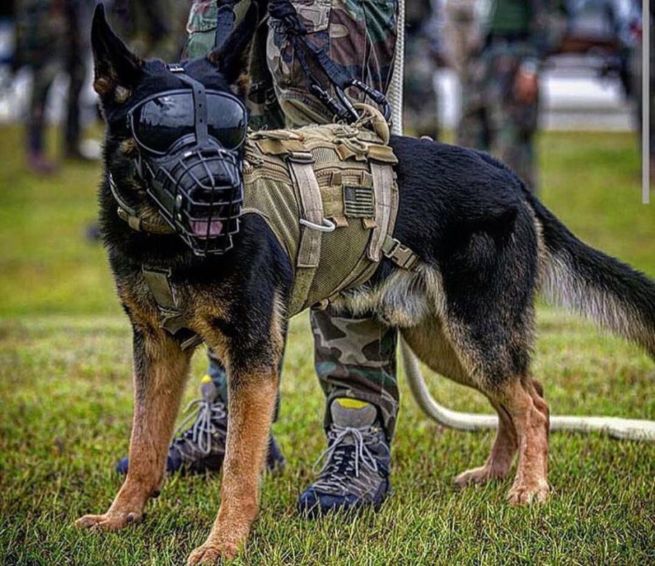 Немецкая овчарка k9