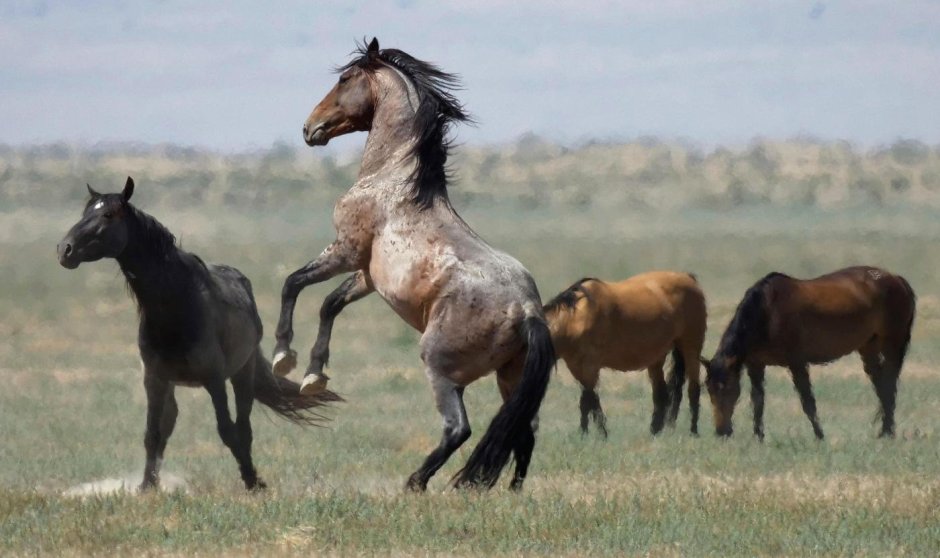 Американский Мустанг лошадь