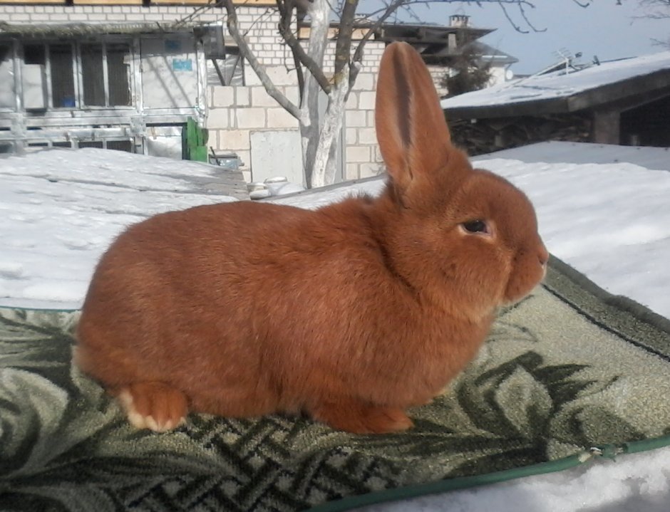 Карликовый рекс кролик
