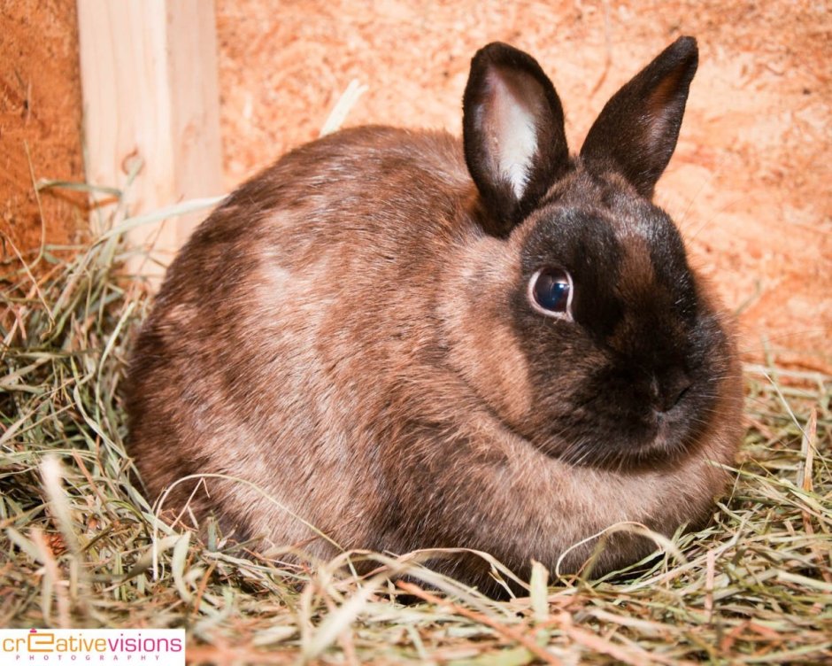 Flemish giant