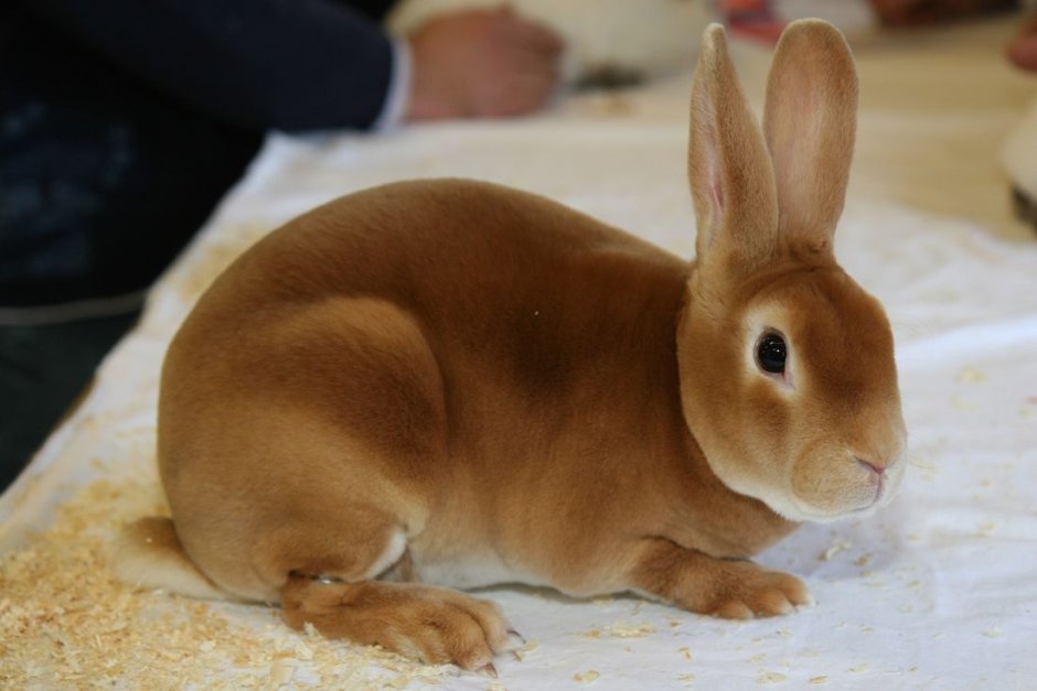 Голландский вислоухий кролик