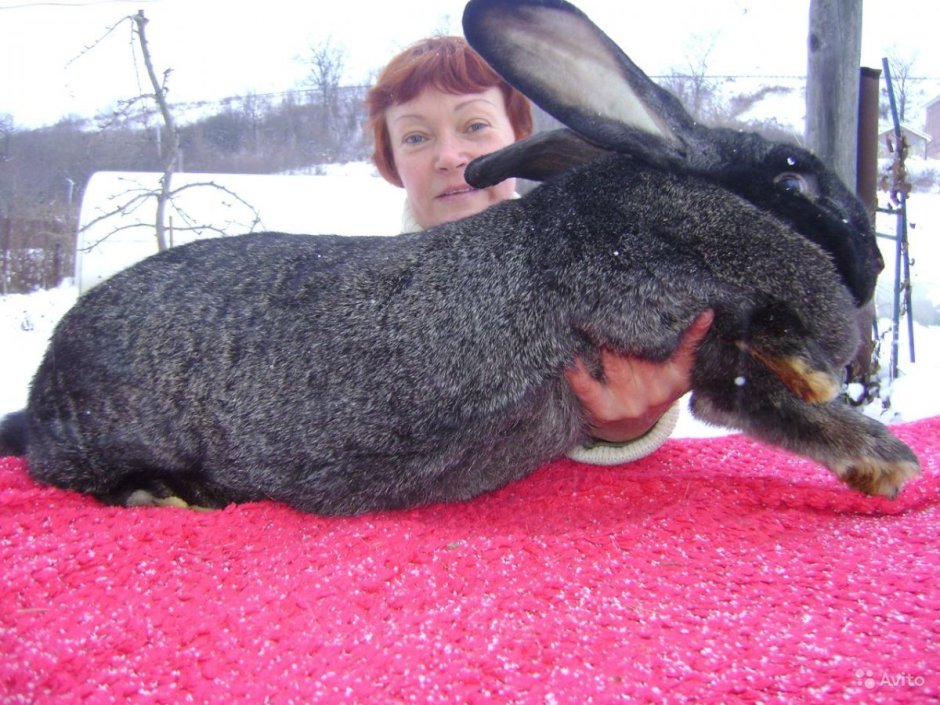 Австралийский гигантский кролик