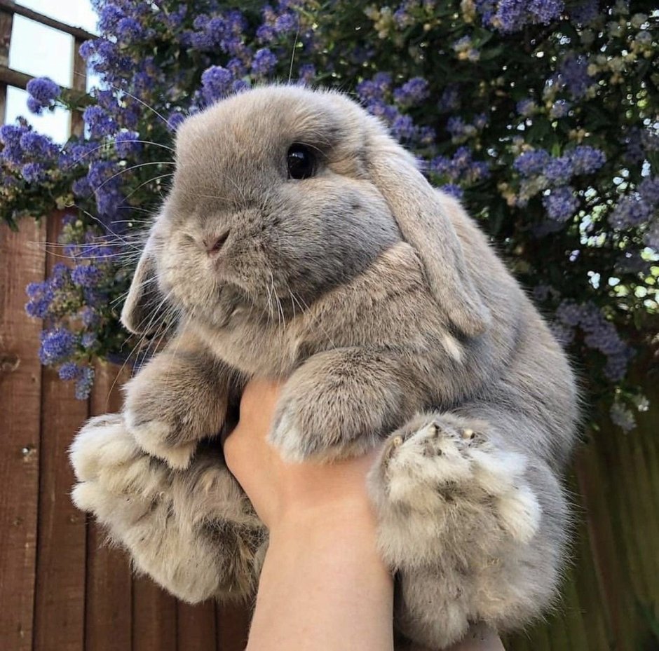 Кролик американский гигант