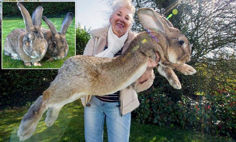 Continental giant Rabbit