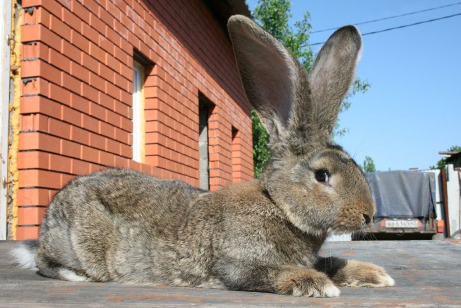 Фламандский гигантский кролик