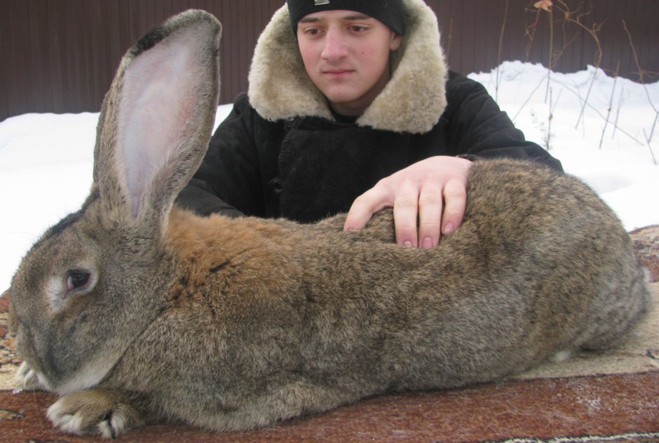 Бельгийский великан Фландр