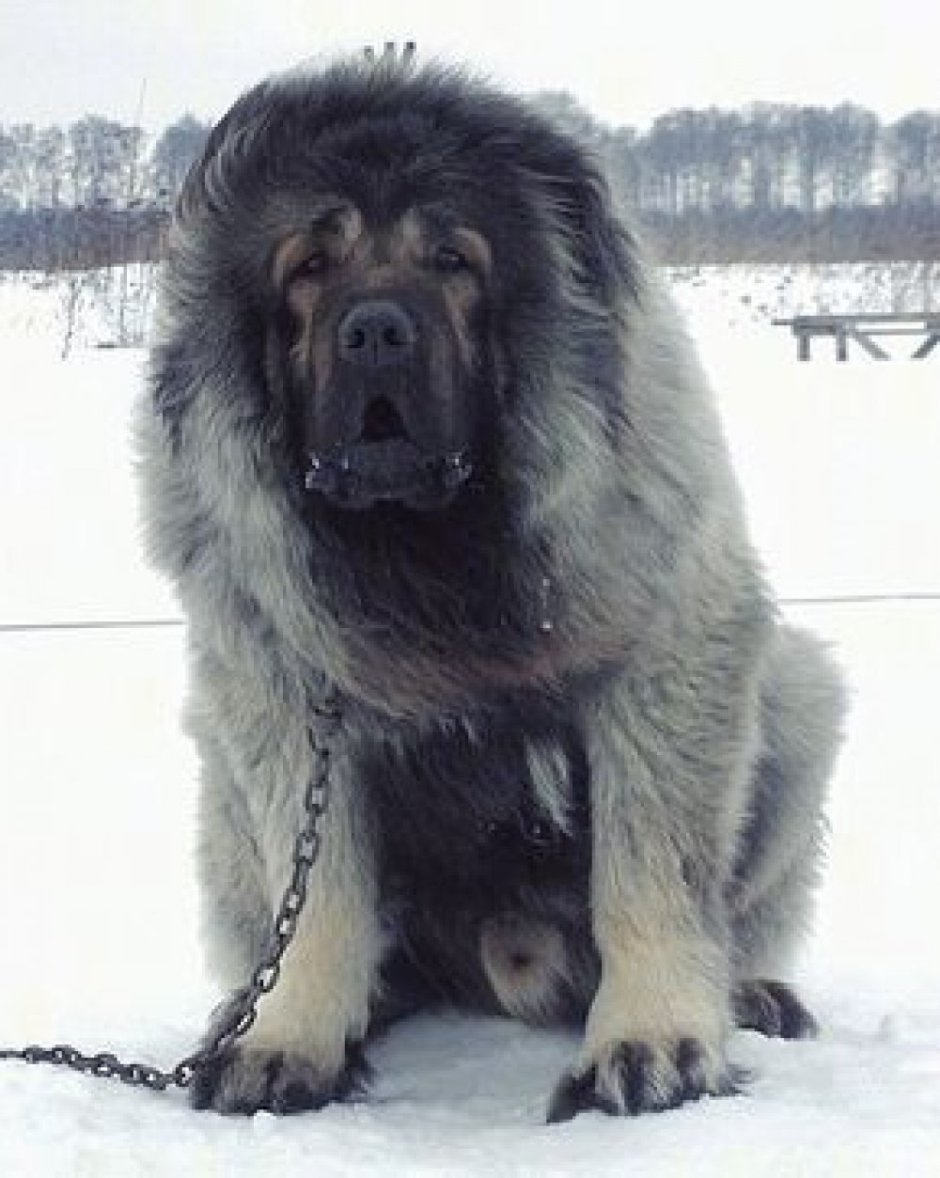 Волкодав собака мастиф