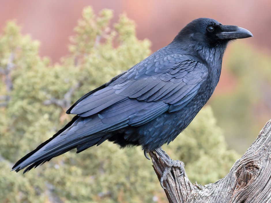 Блестящий ворон Corvus splendens