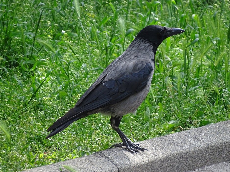 Королевский ворон Коракс