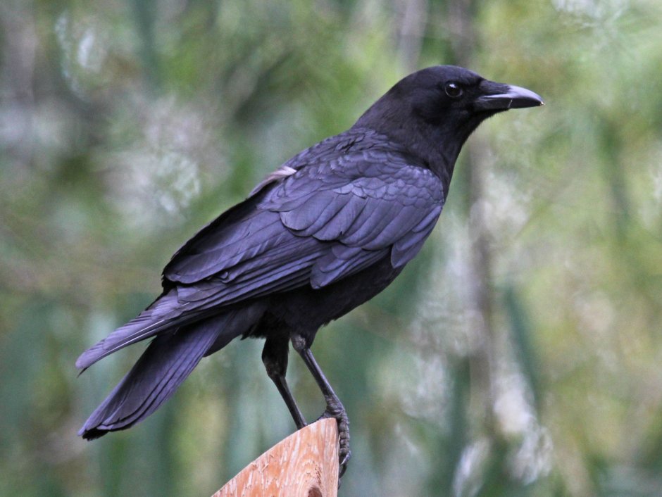 Галка –Corvus monedula l