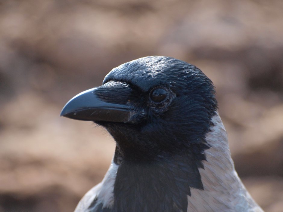 Семейство врановые - Corvidae