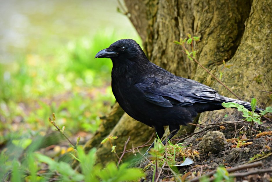 Pica hudsonia американская сорока