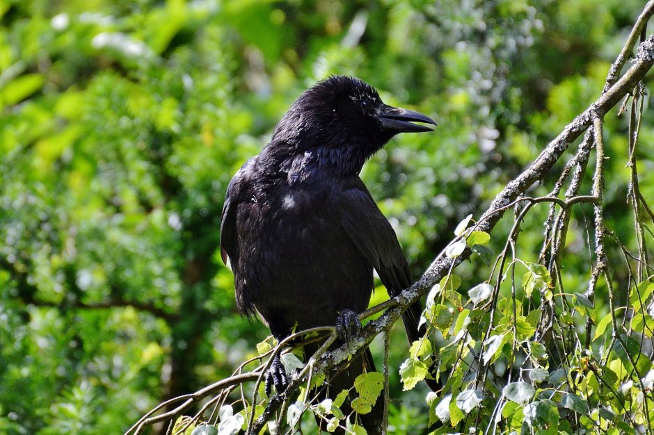 Garrulus glandarius птица