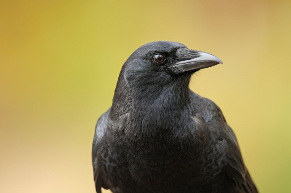 Грач (Corvus frugilegus)