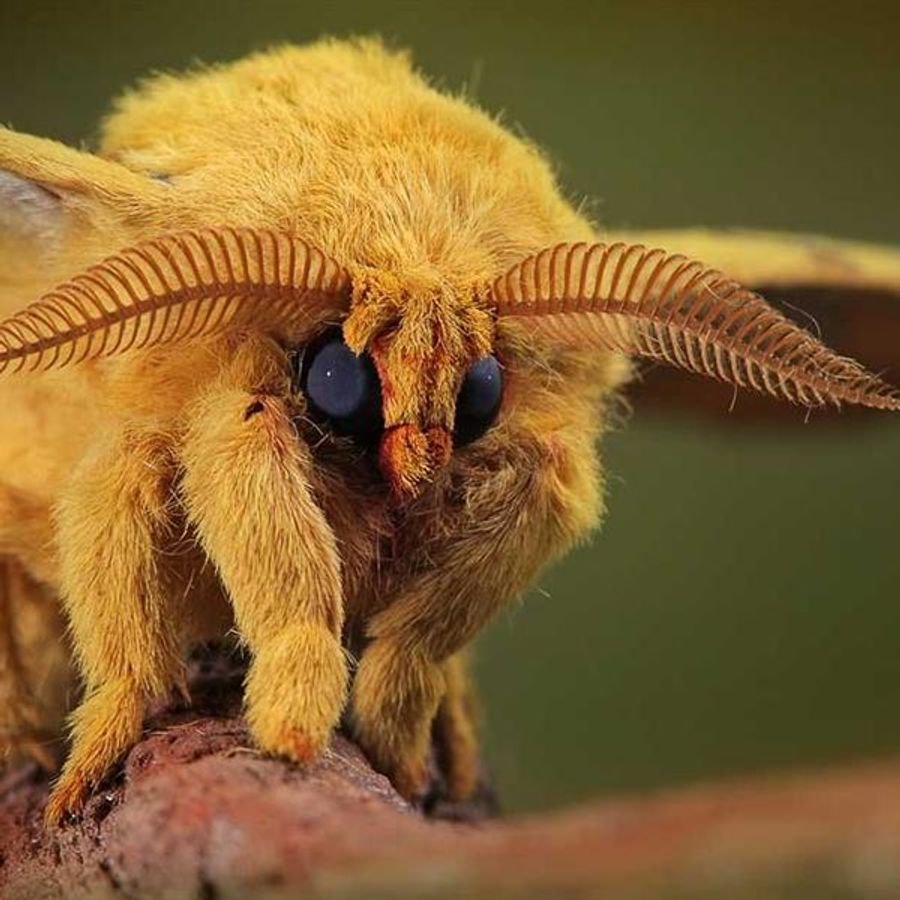 Мадагаскарский долгопят