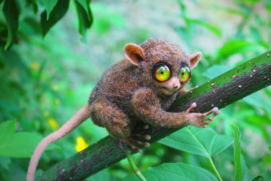 Ежовик кровоточащий / Hydnellum peckii