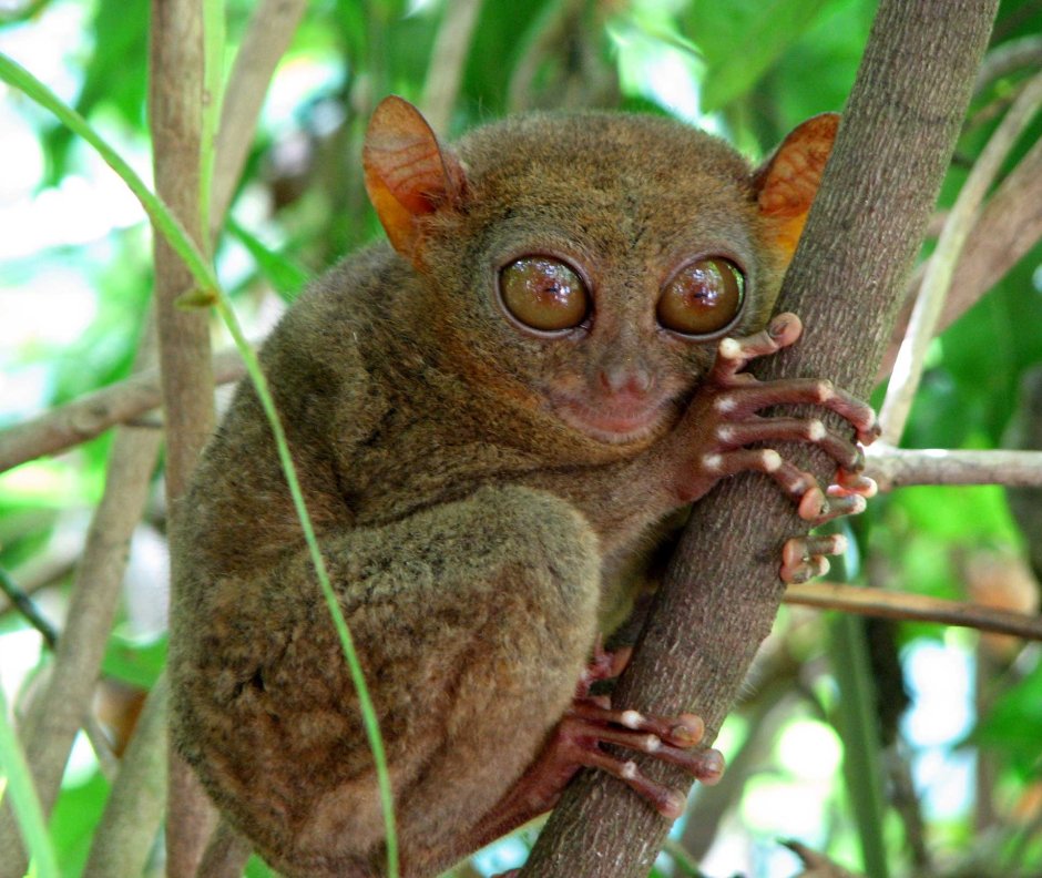 Сумчатый долгопят