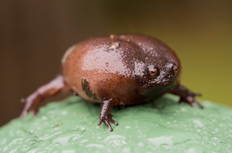 Толстобрюхий грибожуй