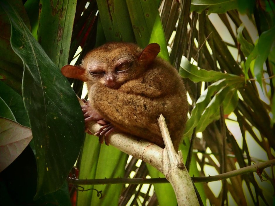 Пучебрюхий грибожуй