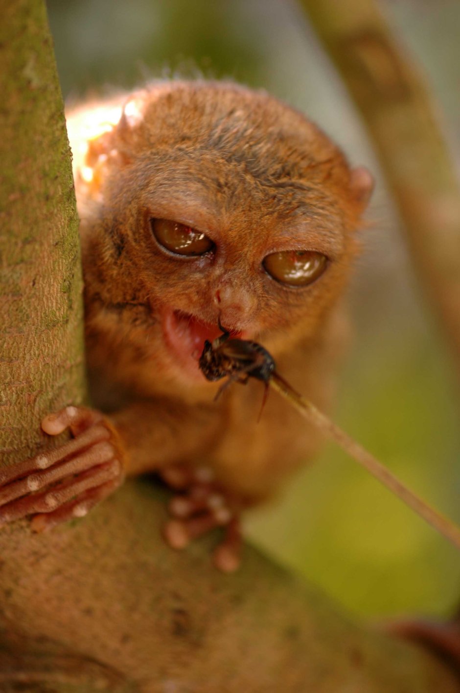 Мадагаскарская сороконожка