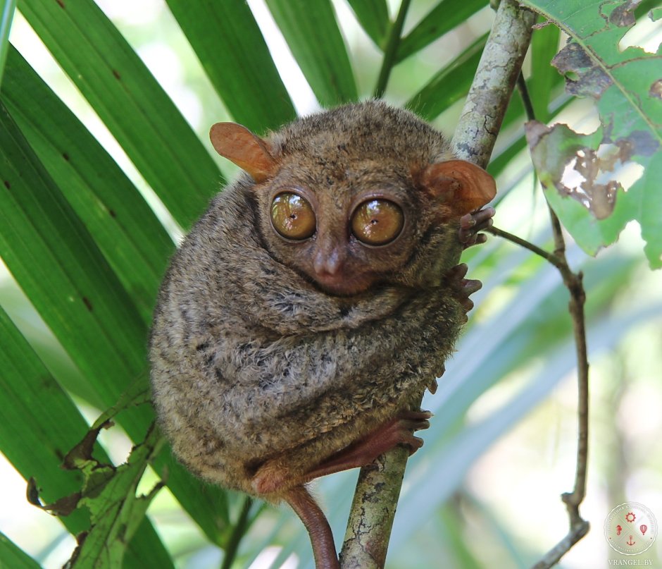 Суматранский долгопят