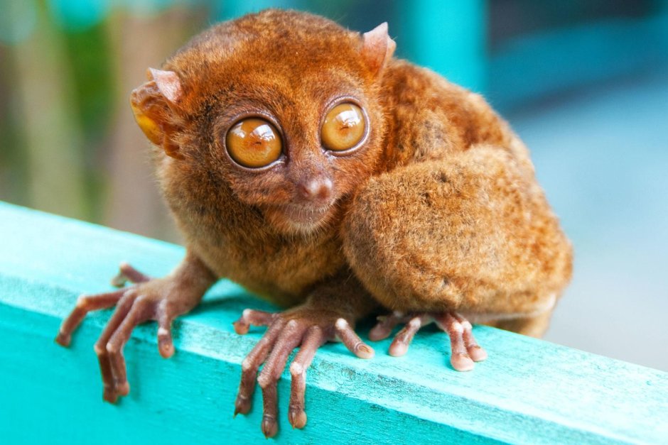 Забавные животные фото восхитительные