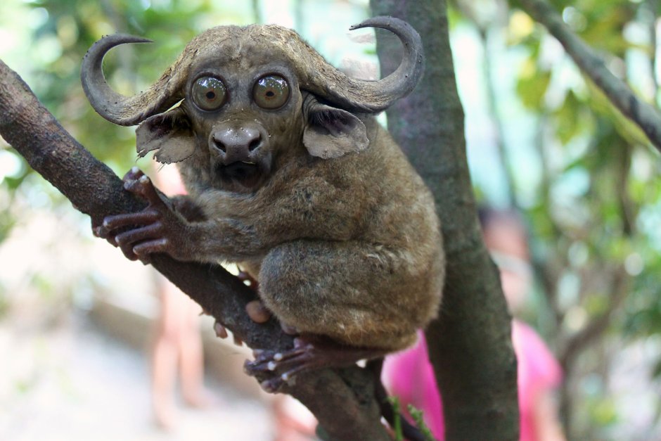 Суматранский долгопят