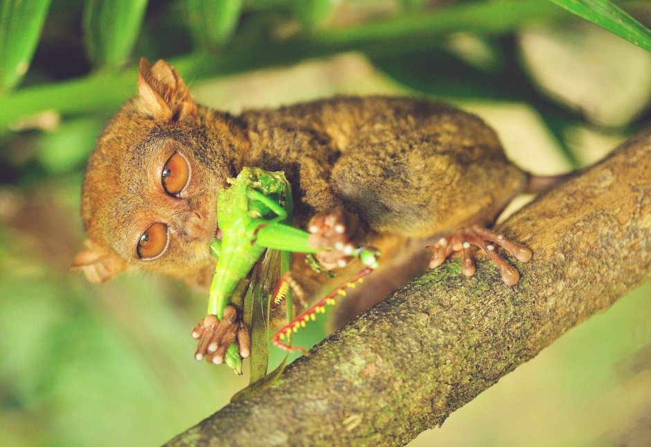 Мадагаскарская руконожка страшная