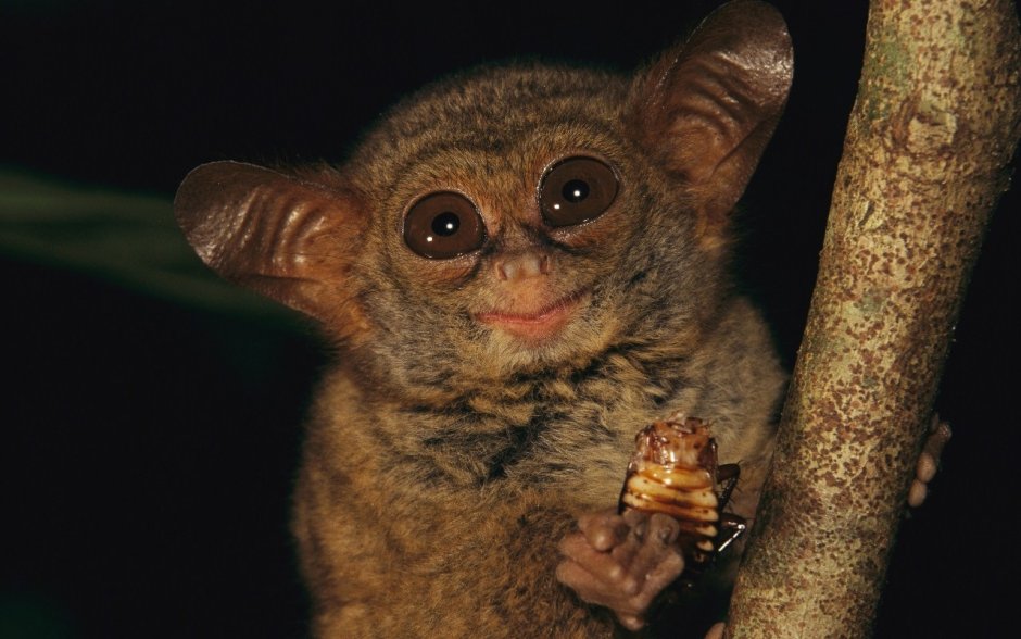 Пучебрюхий грибожуй