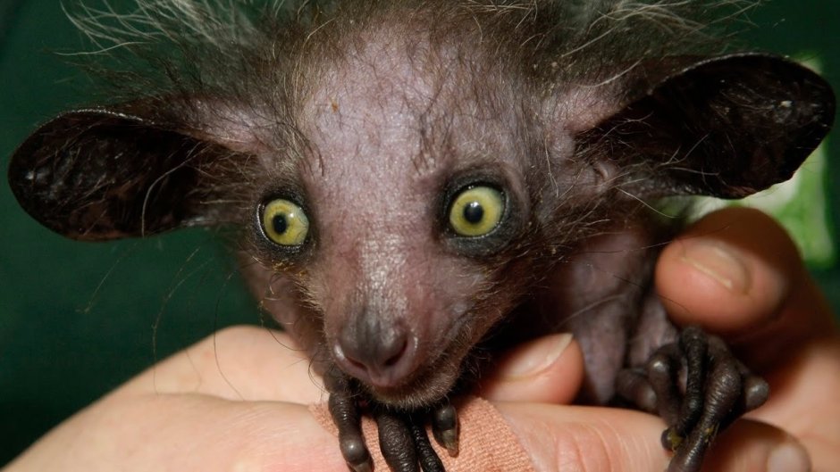 Пучебрюхий грибожуй