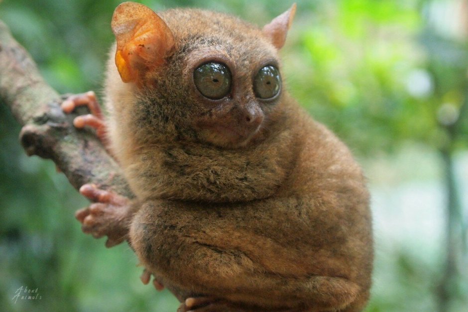 Ошейниковый Ленивец