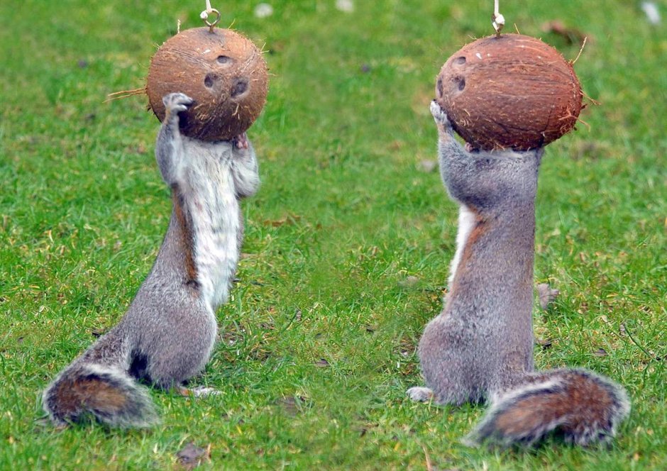 Лемур долгопят