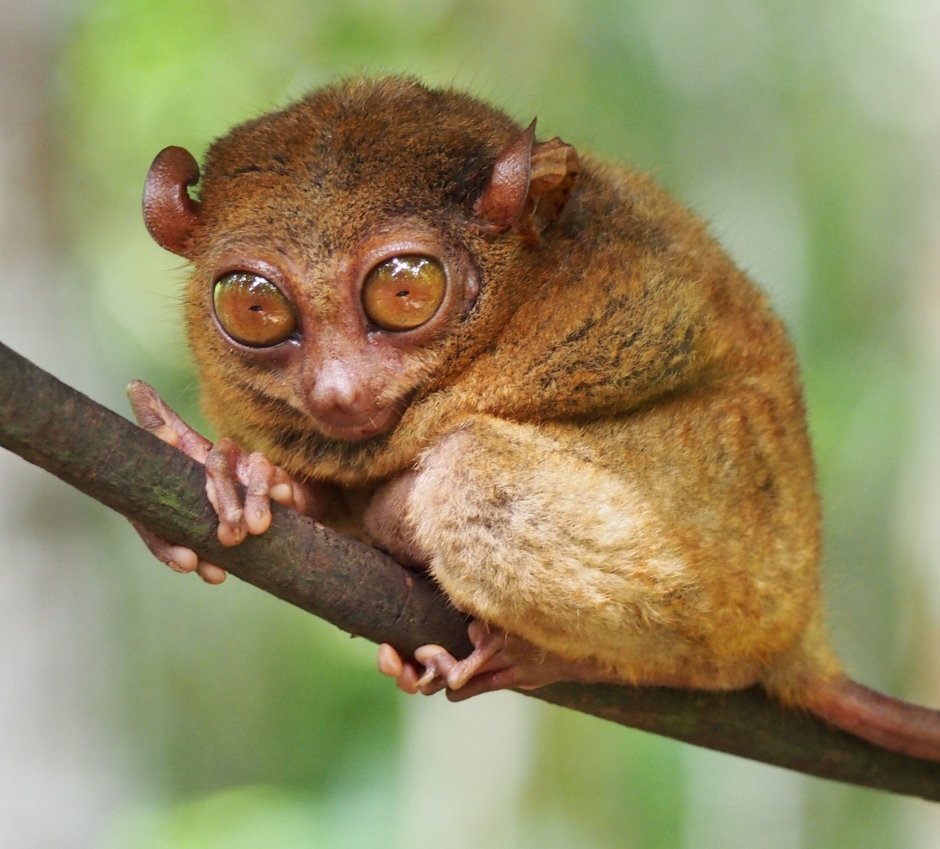 Мадагаскарский долгопят