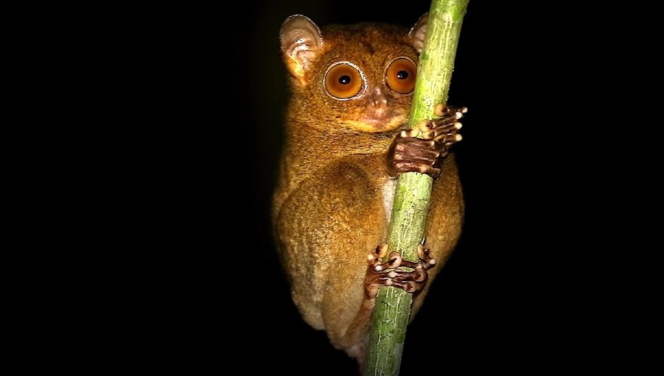 Фейлы животных