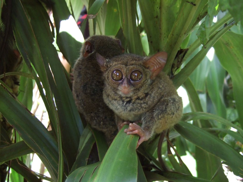 Группа долгопяты