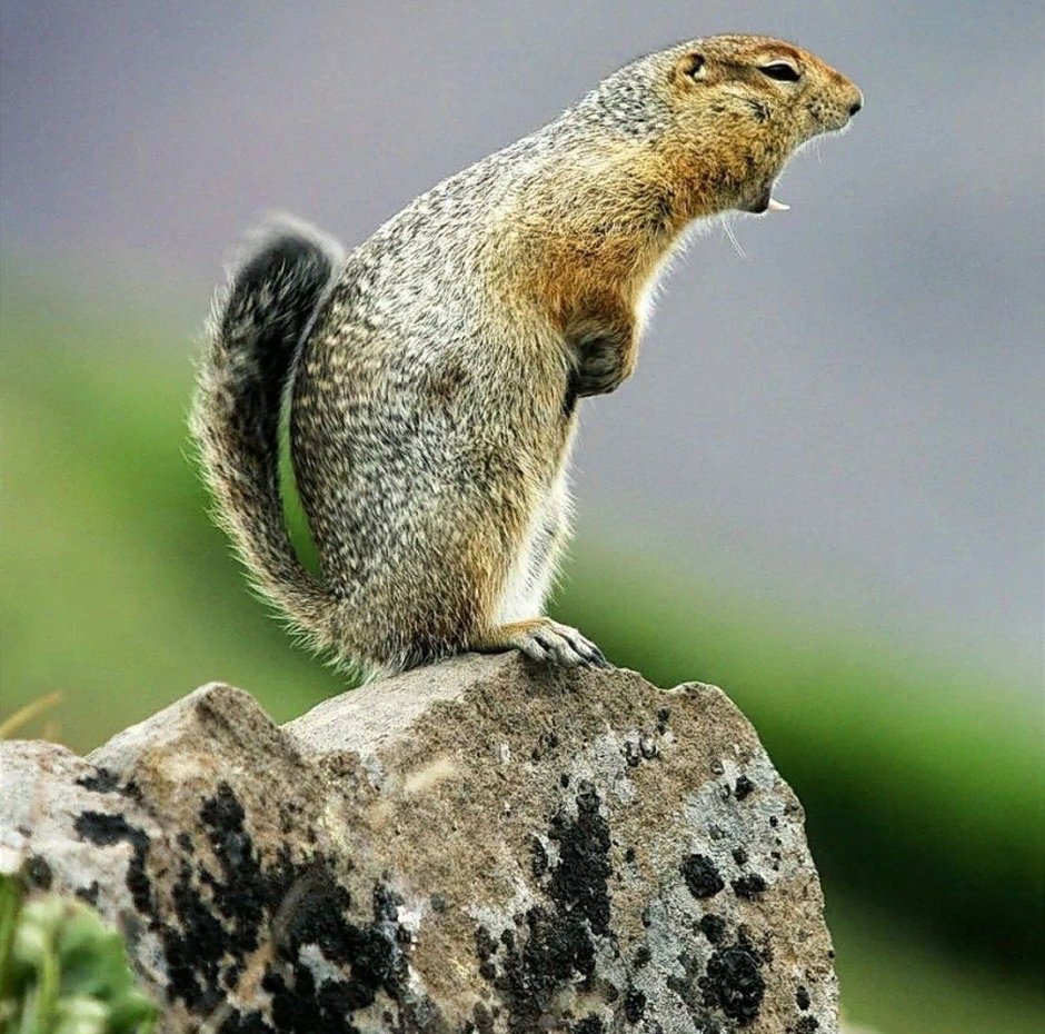 Обезьяна и Сова