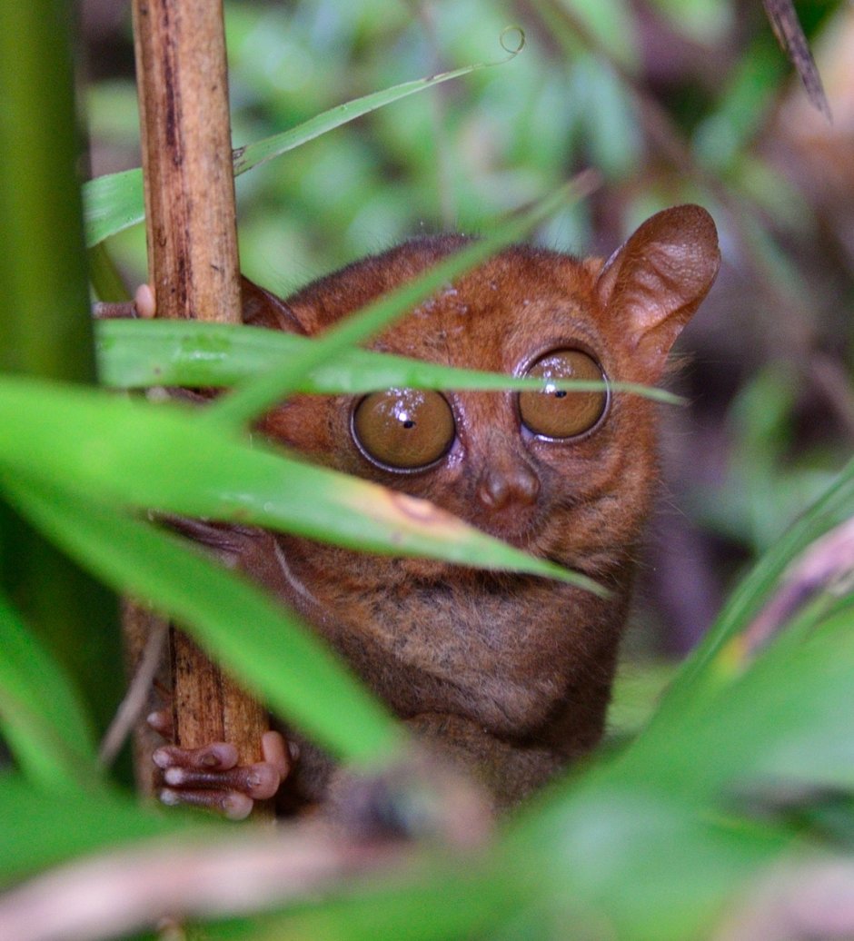 Горный кавказский суслик