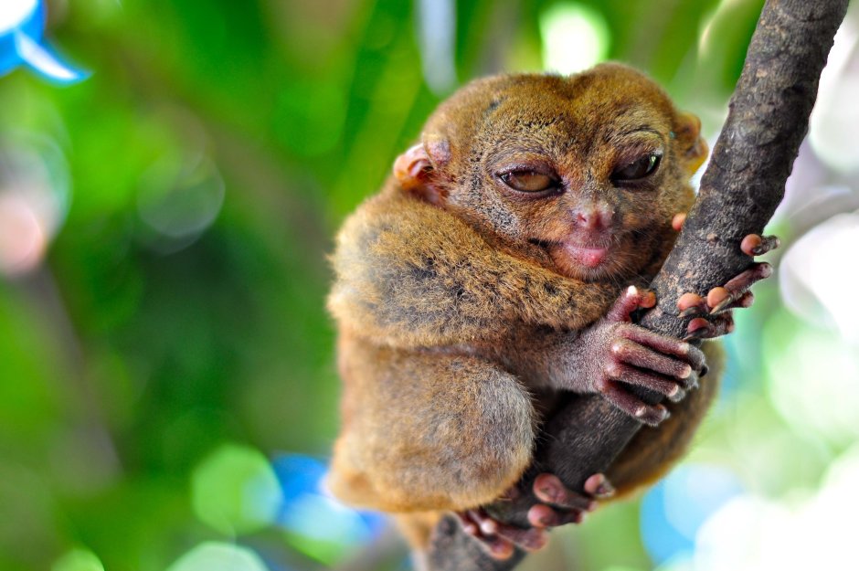 Африканская узкоротая лягушка