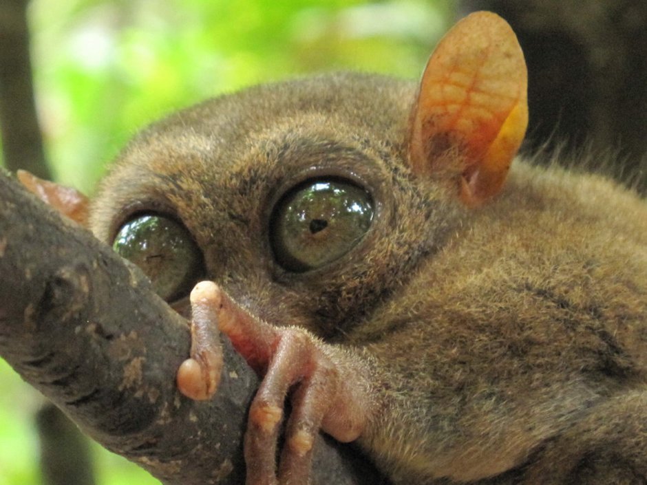 Банканский долгопят