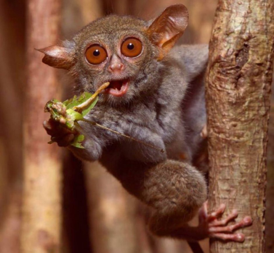 Пучебрюхий грибожуй