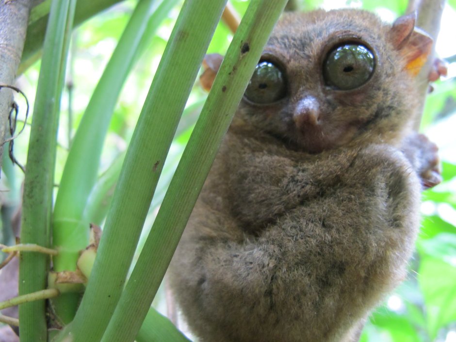 Суматранский долгопят