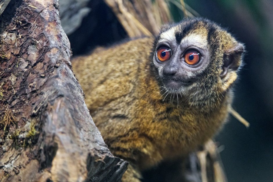 Пучебрюхий грибожуй где живет