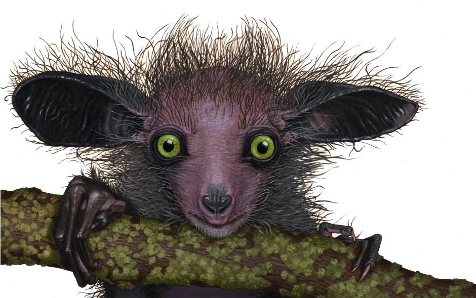 .Восточный долгопят (Tarsius Tarsier)