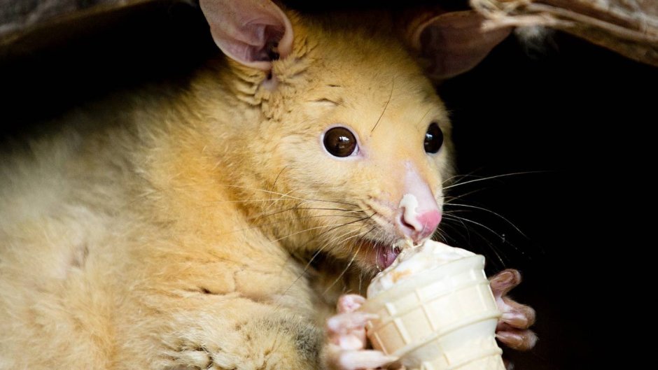 Лемур долгопят