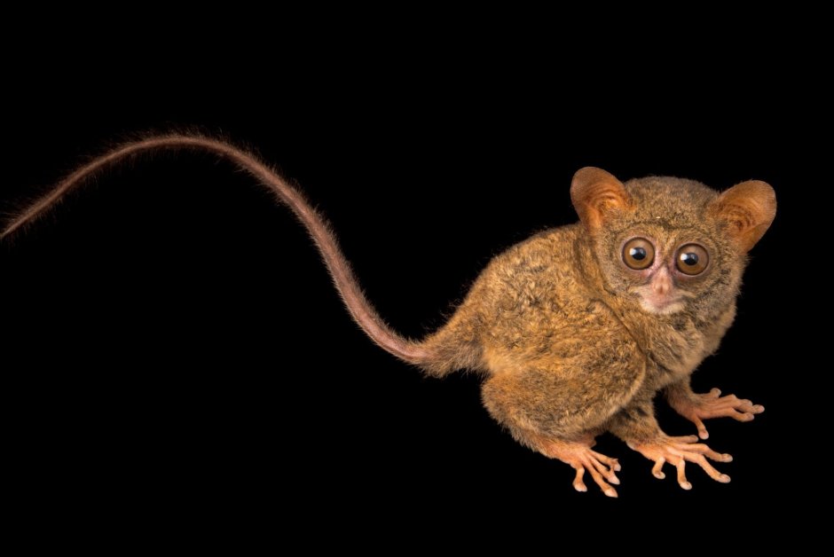 Сумчатый долгопят