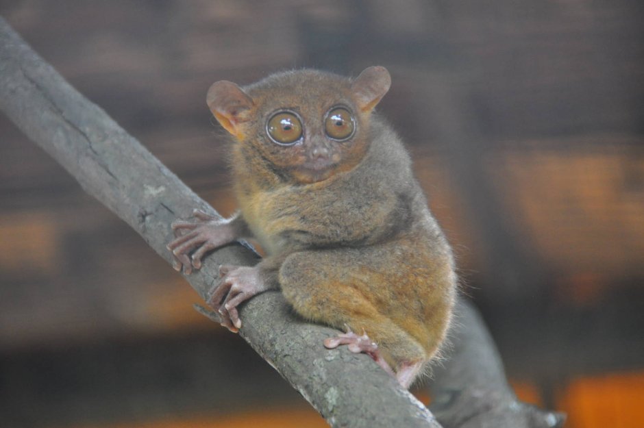 Змея и мышь арт