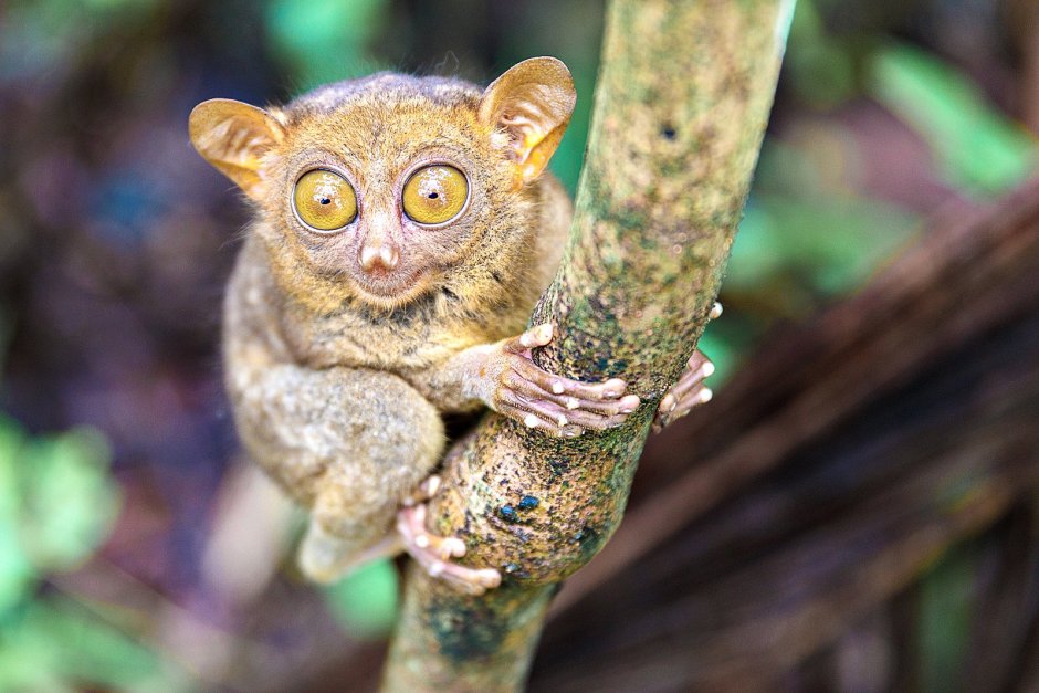 Суматранский долгопят